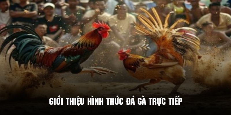 Đôi nét về đá gà trực tiếp tại HO88