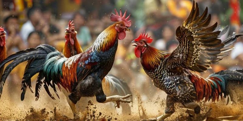 Tổng hợp ưu điểm đá gà cựa dao nổi bật